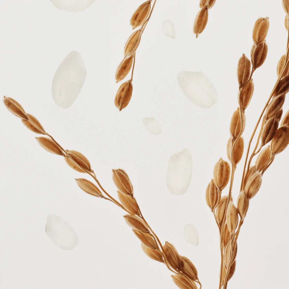 Beauty of Joseon Dynasty Cream – rice bran water
